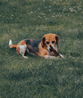 The beautiful beagle on the daisy field