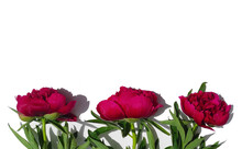 Beautiful Pink Peonies Isolated On White Background. Flowers At The Bottom Of The Frame. Place For Text