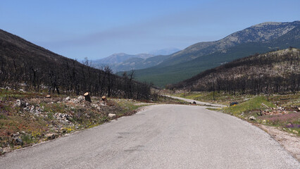 Fire damaged forest - burned, mountain of Kithaironas in West Attica near paradise beach of Psatha, Greece