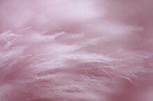 Fluffy Fibers, As A Pastel, Pink Background In The Movement Of The Wind - Delicacy, Absent-mindedness Expressed In A Macro Image