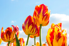 Bright Red, Orange And Yellow Blossoming Tulip Flowers On The Field In Spring Against The Blue Sky.