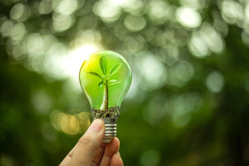 Wall Mural - Hand holding a light bulb with growth of tree inside. Creative ideas for earth day or protection of environment. Sustainable of renewable energy.