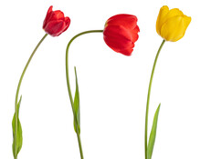 Three Gold And Red Tulips Isolated On White