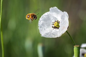 Wall Mural - honey bee on a flower - close up 