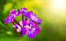 Purple Flower On A Green Background. Summer Wildflowers In The Forest. Bright Background With Flowers. Flower For Greeting Text.