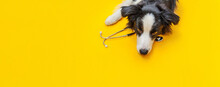 Puppy Dog Border Collie And Stethoscope Isolated On Yellow Background. Little Dog On Reception At Veterinary Doctor In Vet Clinic. Pet Health Care And Animals Concept Banner