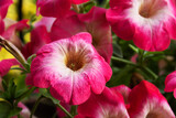 Fototapeta Storczyk - Piękny świeży kwiat petunii ogrodowej