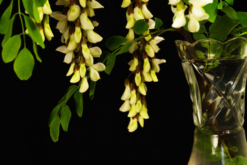 Wall Mural - White acacia inflorescences in a vase with a dark background