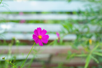 Wall Mural - Cosmos flower with a rustic fence on the background