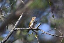 Ovenbird Sits Perched On A Branch
