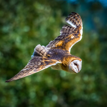 Close-up Of A Barn Owl In Flight, British Columbia, Canada
