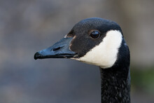 Close-up Profile Of A Canada Goose, British Columbia, Canada