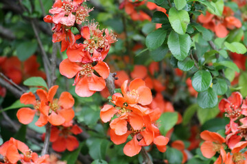 Wall Mural - Flowering Japanese quince (Chaenomeles japonica) plant with bright orange flowers and green leaves in garden