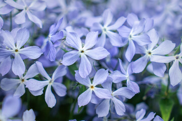 Canvas Print - Blue fragrant matthiola flowers in the garden