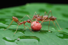 Three Weaver Ants On A Wet Leaf Eating A Berry, Indonesia