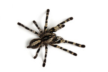 Overhead View Of An Indian Ornamental Spider On A White Background