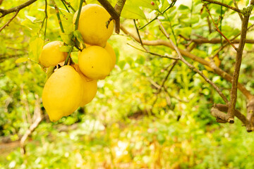 Wall Mural - Lemon garden with fruits