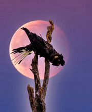 Short-billed Black Cockatoo (Calyptorhynchus Latirostris) Perched On A Branch In Front Of A Full Moon, Australia