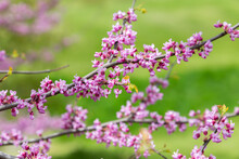 Branches Of A Redbud Tree That Is In Full Bloom With Beautiful Pink Spring Flowers.
