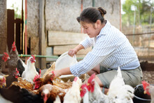 Female Farmer Feeding Chickens From Bio Organic Food In The Farm Chicken Coop. Floor Cage Free Chickens Is Trend Of Modern Poultry Farming. Local Business.