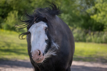 Poster - portrait of a horse