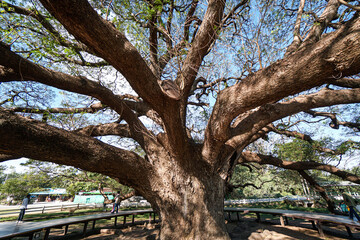 Canvas Print - tree