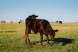 calf in a field