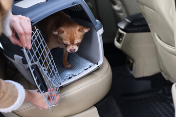 Owner transporting her dog, closeup. Chihuahua in pet carrier