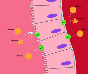 Carbohydrates intestinal digestion and absorption - Glucose, Galactose and Fructose  