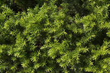 Taxus Baccata Close Up. Green Branches Of Yew Tree(Taxus Baccata, English Yew, European Yew).