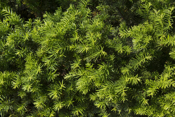 Canvas Print - taxus baccata close up. green branches of yew tree(taxus baccata, english yew, european yew).