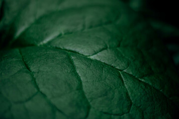 blurry leaves dark green leaf abstraction Nature Wallpapers green nature background