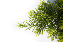 Taxus Baccata Close Up. Green Branches Of Yew Tree Isolated White Background. (Taxus Baccata, English Yew, European Yew).