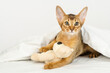 The Abyssinian kitten lies on the bed under the covers next to a teddy bear.