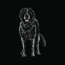 Saint Bernard Dog Hand Drawing Vector Illustration Isolated On Black Background