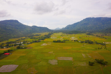 Aerial view of fresh green and yellow rice fields and palmyra trees in Mekong Delta, Tri Ton town, An Giang province, Vietnam. Ta Pa rice field.