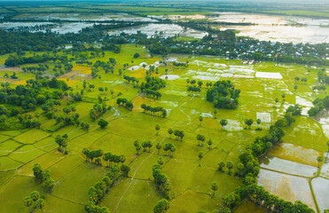 Aerial view of fresh green and yellow rice fields and palmyra trees in Mekong Delta, Tri Ton town, An Giang province, Vietnam. Ta Pa rice field.