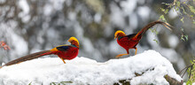 Chongqing Shanwangping Ecological Reserve -- Two Red Elegent Chrysolophus Pictus Standing On The Snow 