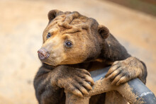 The Close-up Of A Wild Animal Bear Is A Bit Naive