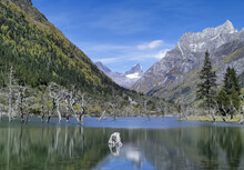 Blue Sky, Dry Tree And Reflection Of Water And Remote Snow Mountain In Siguniang Mountain Siguniang Scenic Area, Aba, Sichuan Province
