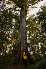 Young Woman In Yellow Rain Coat Is Looking Up At The Big And Tall Poplar Tree