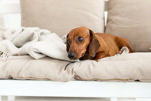 Cute Dachshund Dog Lying On Couch In Living Room