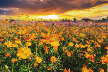 Wall Mural - Natural view cosmos filed and sunset on garden background