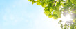© Evgeny Karandaev - Tree branch with leaves in front of blue sunny sky