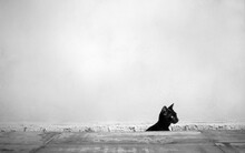 A Black Cat Emerges From A Wooden Floor With Space Wall Building, Black And White Tone                                                               