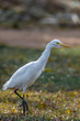 The white heron stalks prey