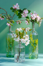 Studio Shot Of Blossoming Branches Planted In Transparent Bottles
