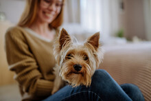 Yorkshire Terrier With Woman At Home
