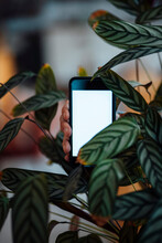 Hand Of Customer Holding Mobile Phone With Blank Screen Amidst Plant