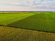 Drone View Of Vast Corn And Soybean Fields